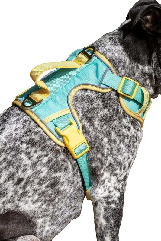 Island Vibes Ultimate Dog Harness in aqua and yellow on a black and white spotted dog with padded straps and metal clips