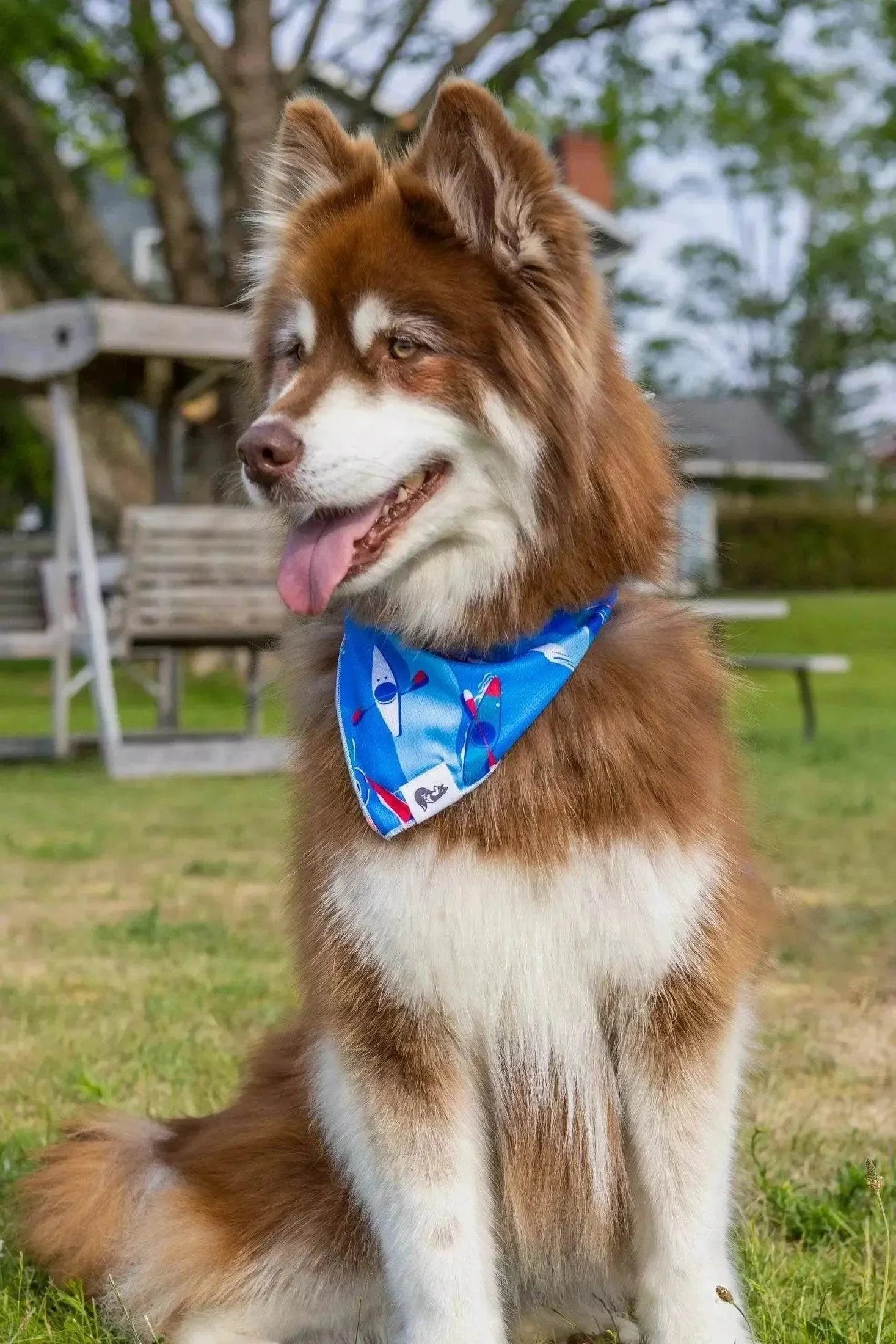 Dog wearing a blue K9 Kayak Dog Bandana with kayak pattern sitting outdoors on grass