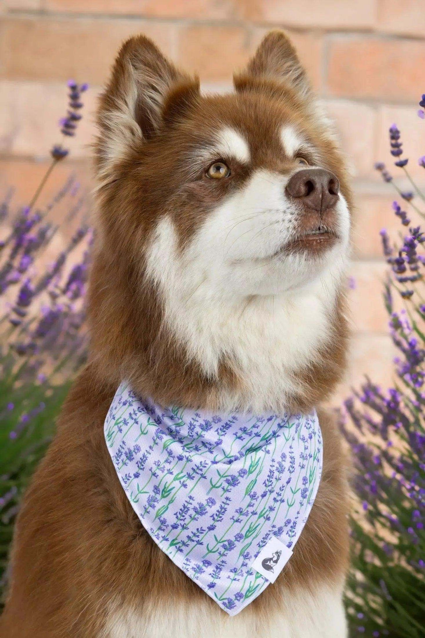 Dog wearing Lavender Blooms Dog Bandana with floral lavender pattern outdoors