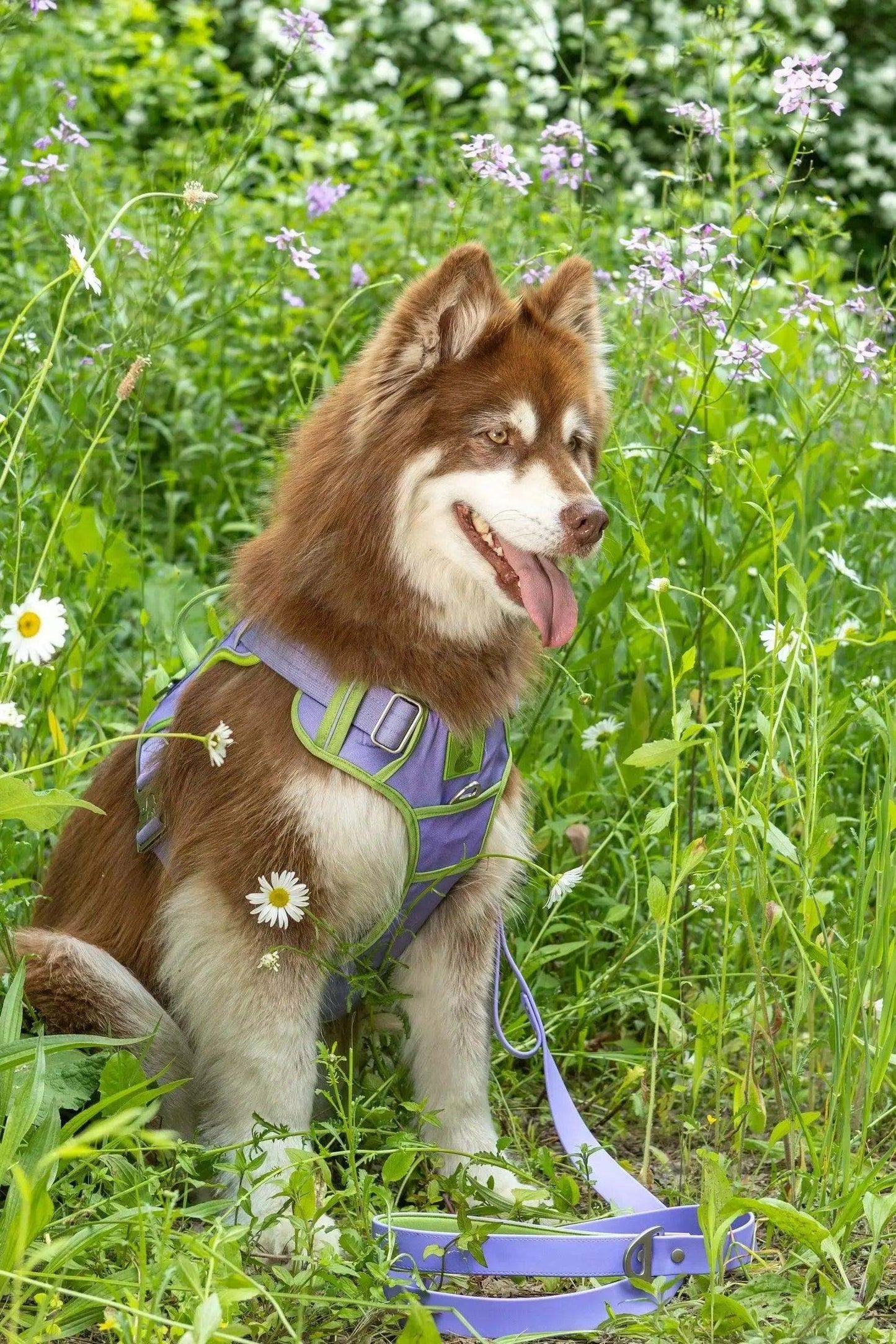 Lavender Garden Ultimate Dog Harness - Stylish & Secure Safety Harness
