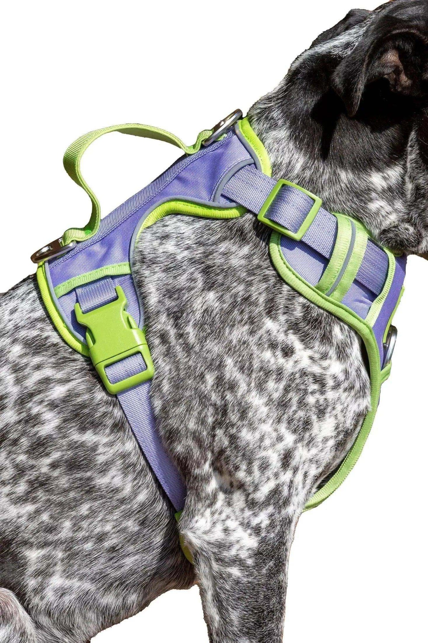 Lavender Garden Ultimate Dog Harness in purple and green with padded straps on spotted dog
