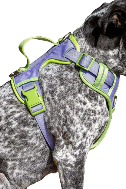 Lavender Garden Ultimate Dog Harness in purple and green with padded straps on spotted dog
