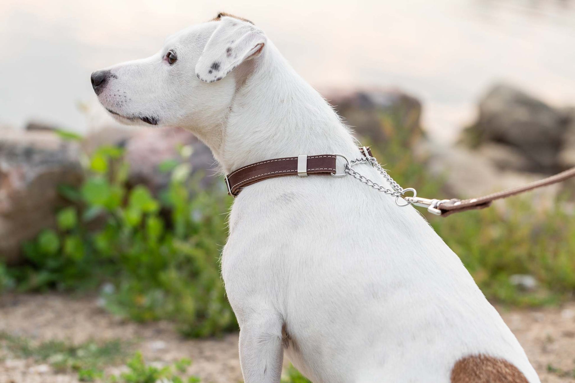 Martingale Chocolate Leather Dog Collar - Durable Full-Grain Leather