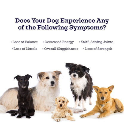 Hip and Joint Chews supplement for dogs with glucosamine, MSM, and chondroitin to support joint health and mobility