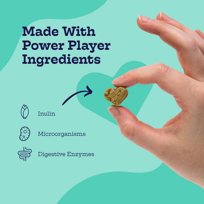 Hand holding heart-shaped Pre + Pro Biotic Chew for dog digestive health with inulin, microorganisms, and digestive enzymes icons on teal background