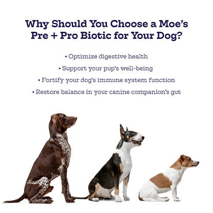 Three dogs of different breeds sitting in a row promoting Moe's Pre + Pro Biotic Chews for optimal digestive health and immunity in dogs