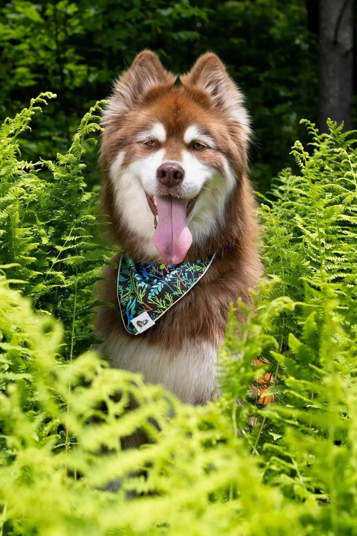 Dog wearing a vibrant Magical Fern Forest bandana amid green ferns outdoors