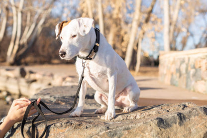Pro Line Hunting Midnight Black Leather Leash - American Made Dog Lead