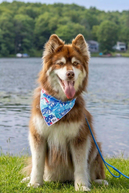 Brown and white dog wearing Painted Peaks Dog Bandana by a lakeside