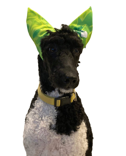 black and white dog wearing green pets shower cap designed for ear protection and sun blocking