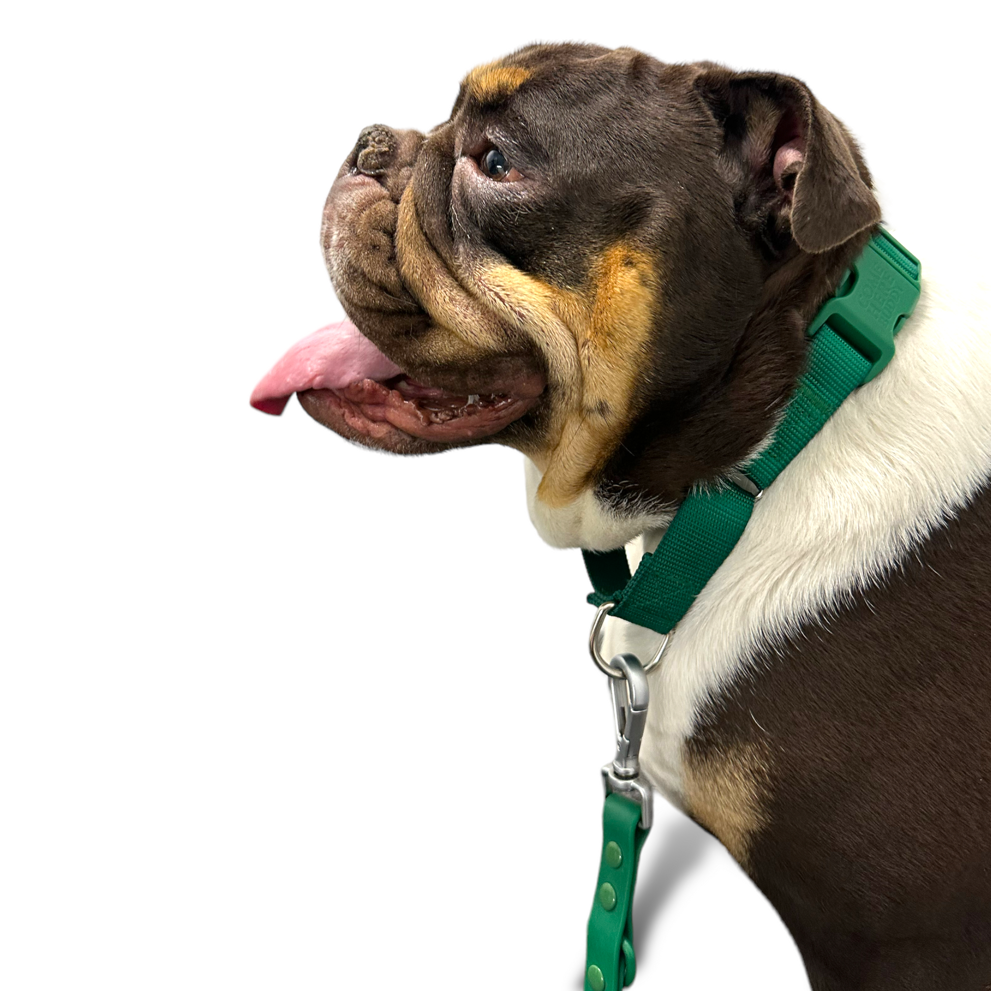 Martingale Dog Collar – Gentle, Safe and Stylish Dog Training Collar