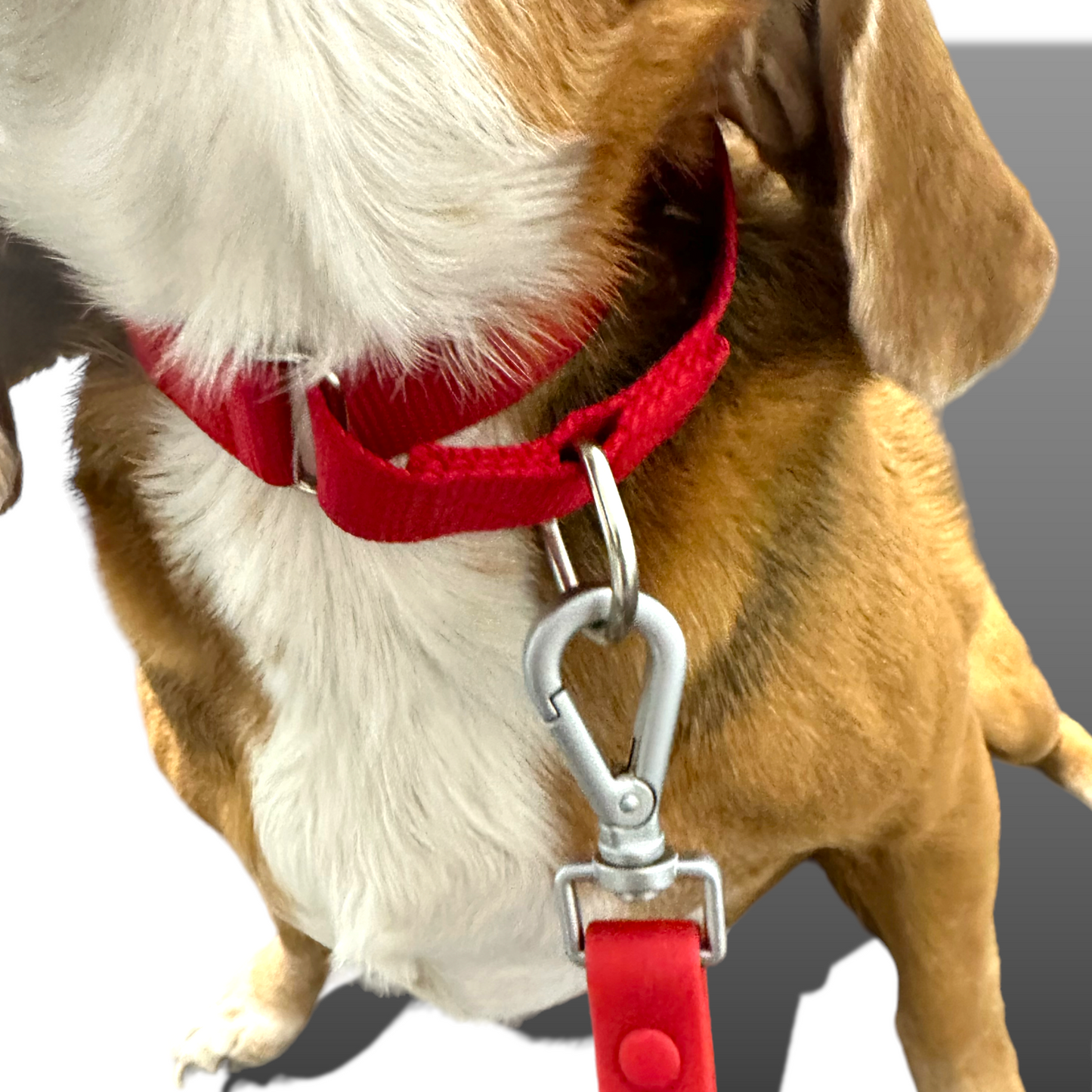 Martingale Dog Collar – Gentle, Safe and Stylish Dog Training Collar