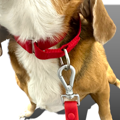 Martingale Dog Collar – Gentle, Safe and Stylish Dog Training Collar