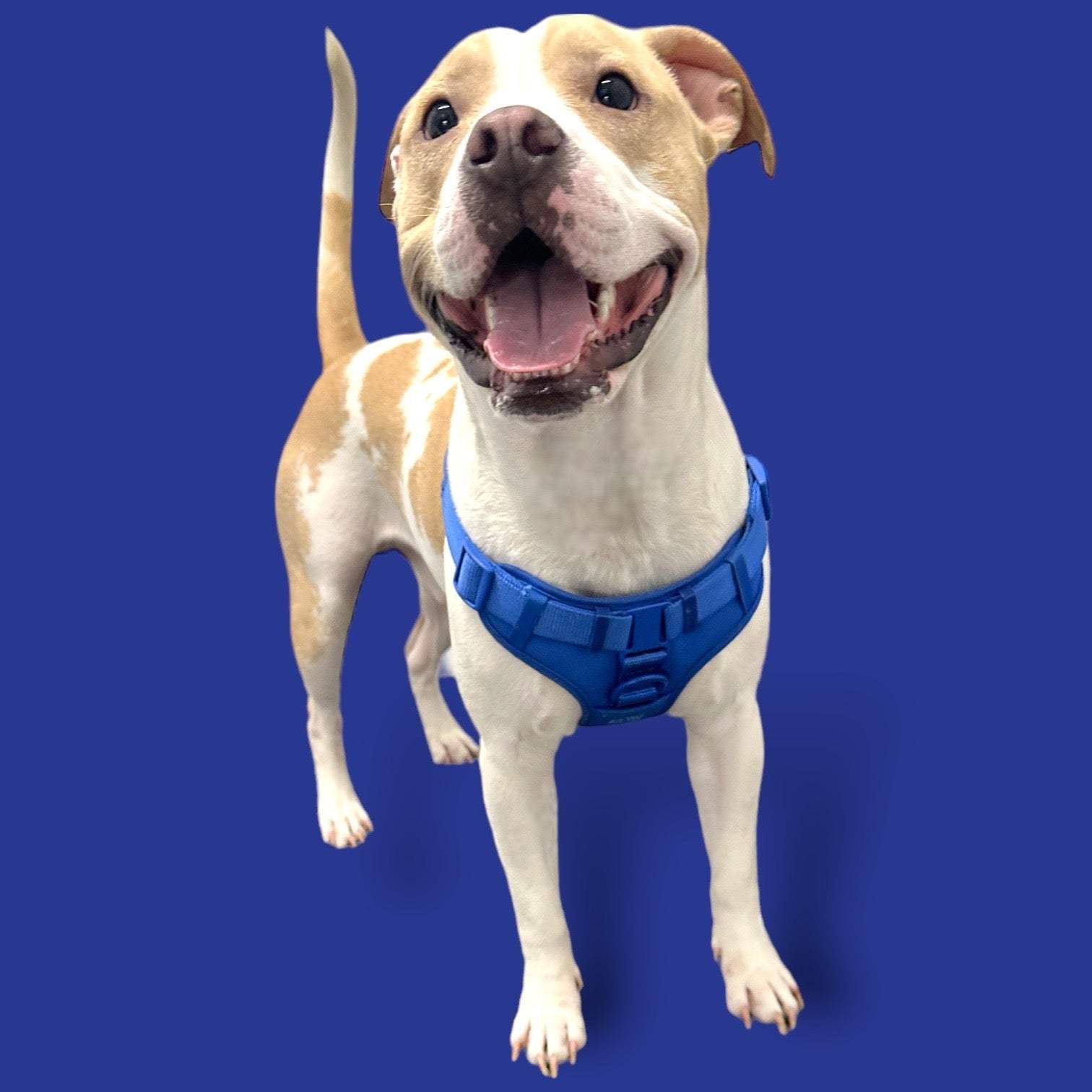 happy dog wearing blue padded step in dog harness against blue background