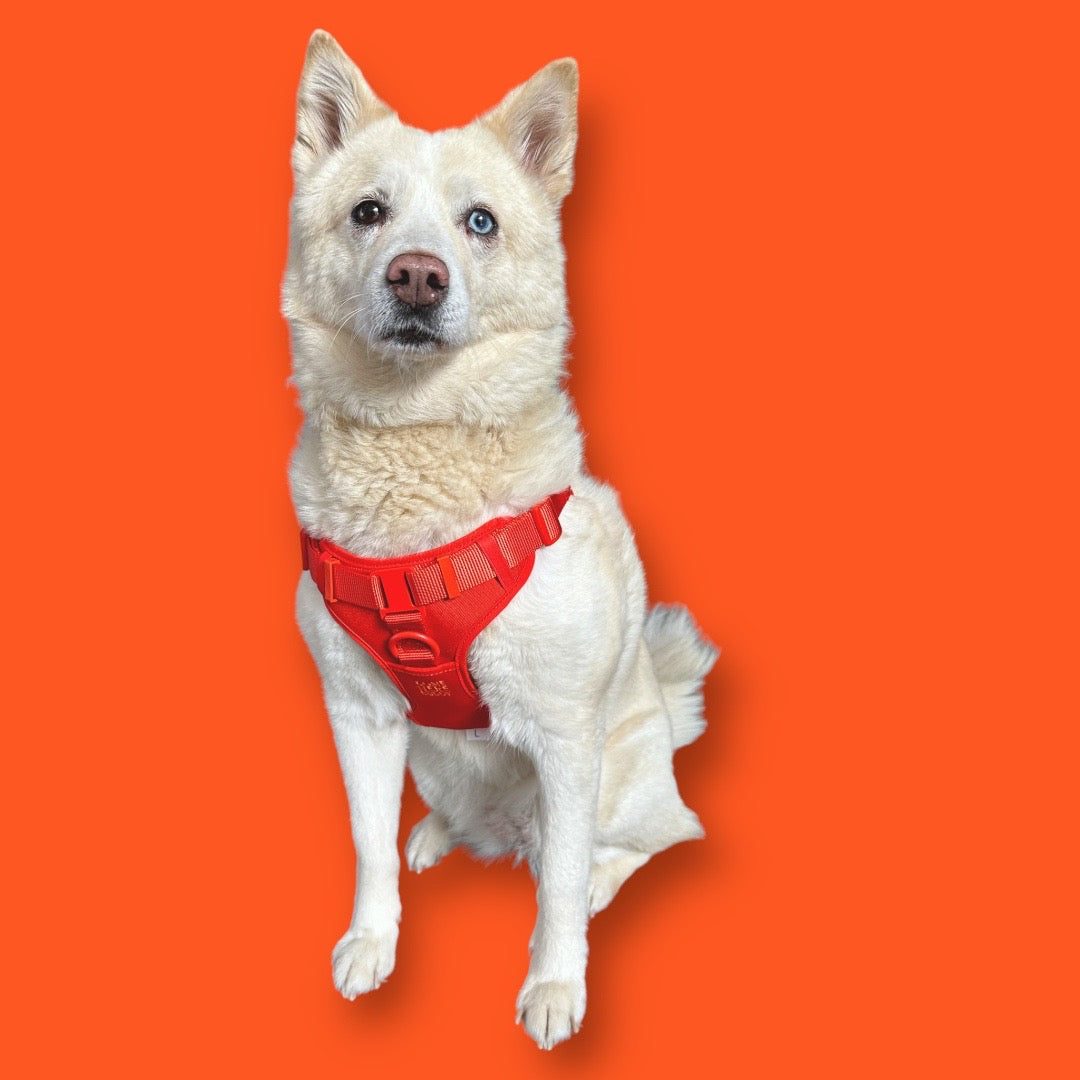 White dog wearing red padded step-in dog harness with adjustable straps on orange background