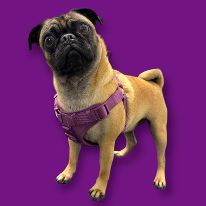Small pug wearing purple padded step in dog harness on purple background