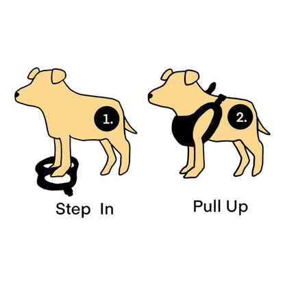 Diagram showing how to put on a step in dog harness with padded straps and adjustable buckles