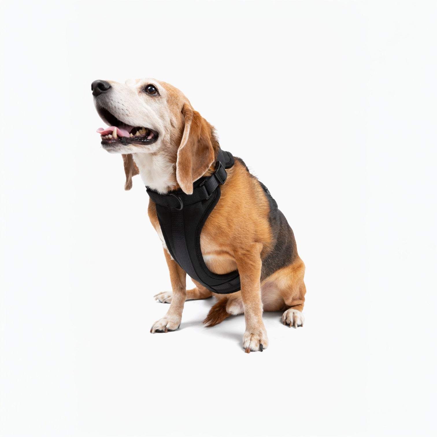 Comfortable stretchy and classic black dog harness on a sitting beagle