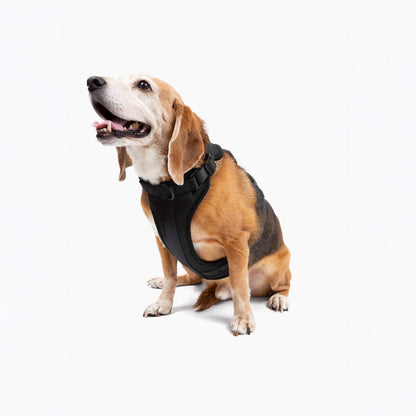 Comfortable stretchy and classic black dog harness on a sitting beagle
