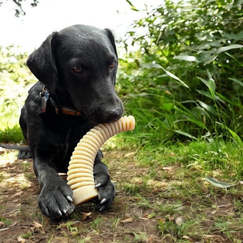 Black dog chewing on a Flufflehorn Dental Antler indestructible nylon chew toy outdoors