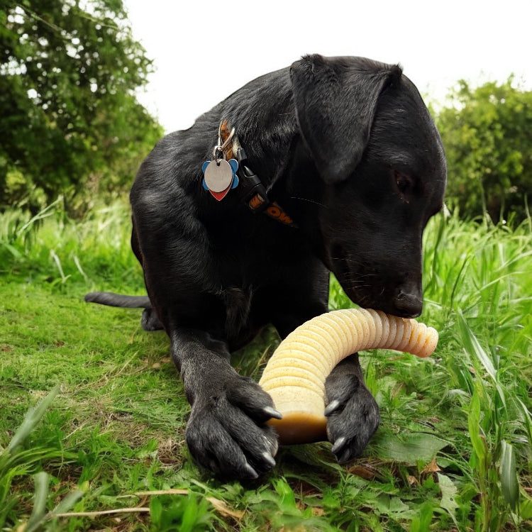 Black dog chewing on Flufflehorn Dental Antler nylon dog chew toy outdoors on grass