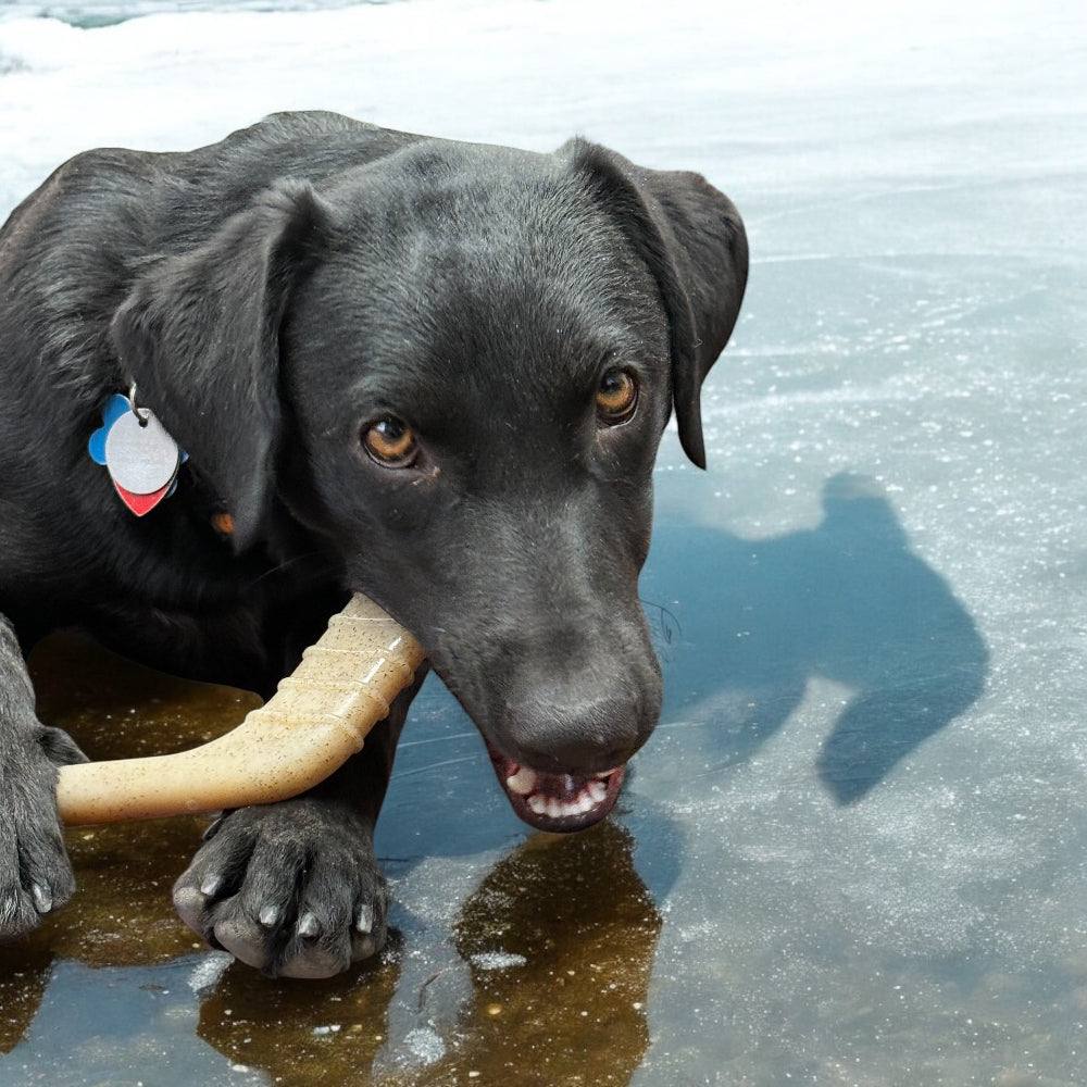 Black dog chewing on a durable hockey stick nylon chew toy on ice surface