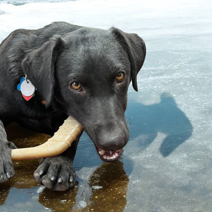 Black dog chewing on a durable hockey stick nylon chew toy on ice surface
