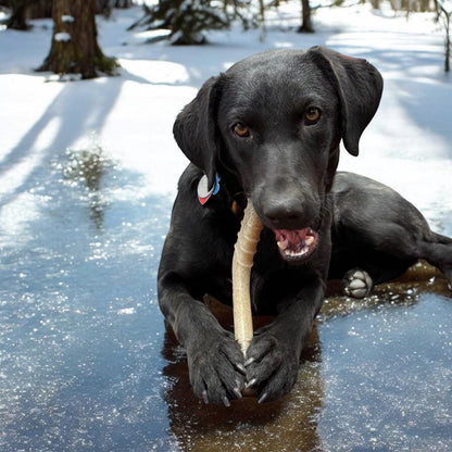 Black dog chewing on a durable brown hockey stick nylon dog chew toy outdoors on ice