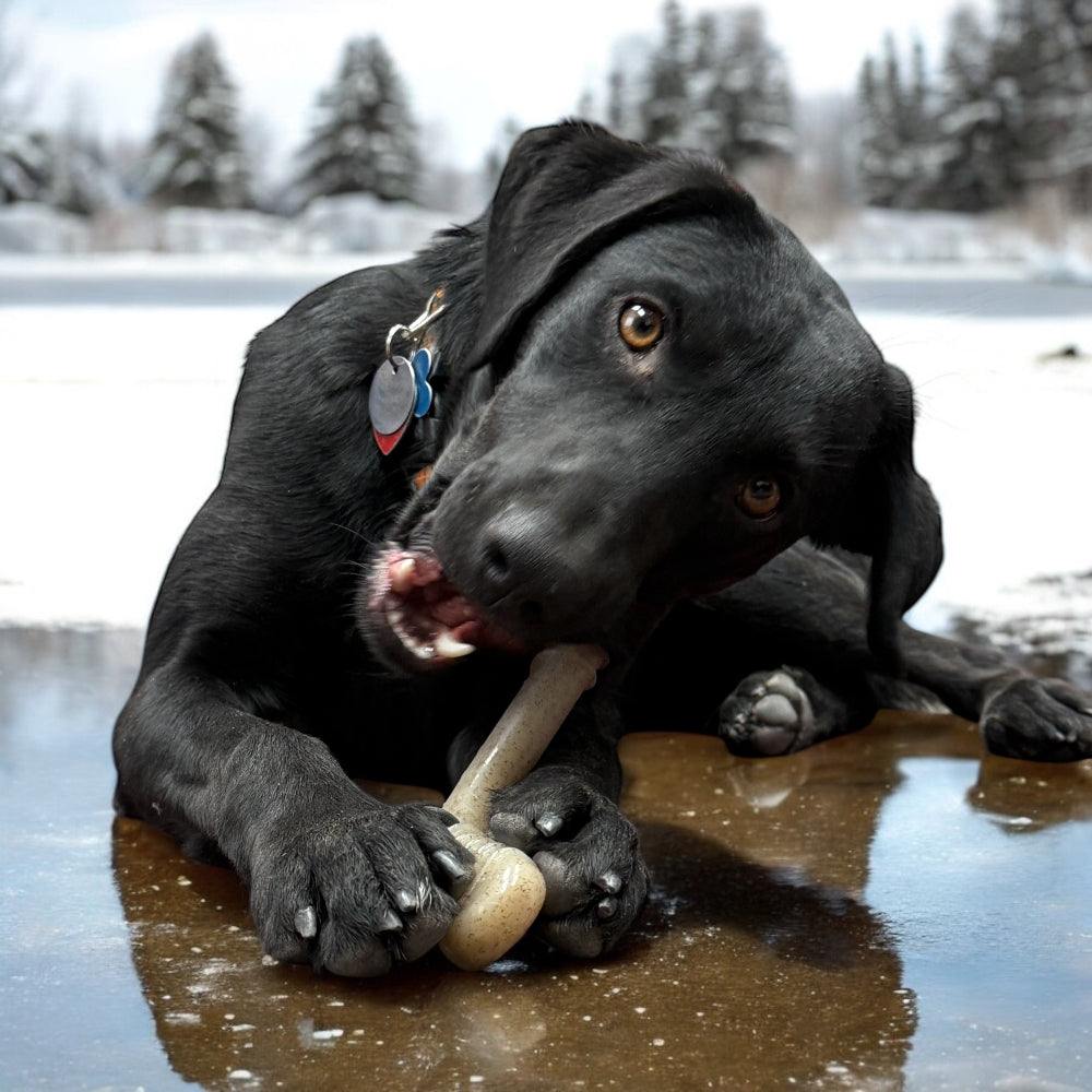 Black dog chewing on a durable hockey stick nylon chew toy designed for aggressive chewers