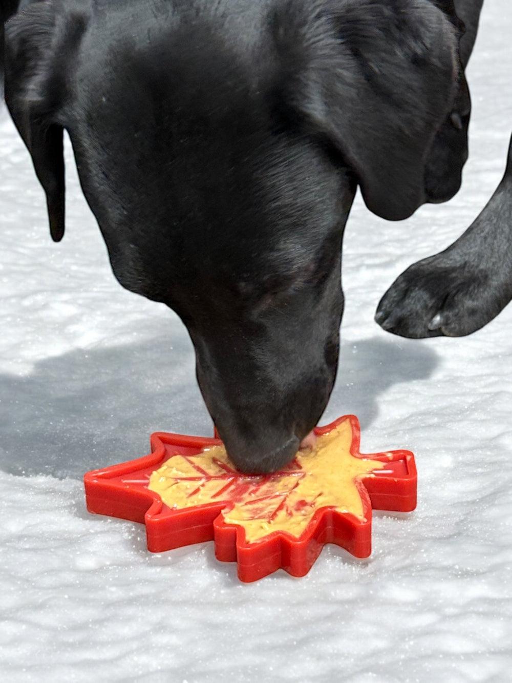 Black dog chewing on a red Canadian maple leaf-shaped durable nylon chew toy on snow