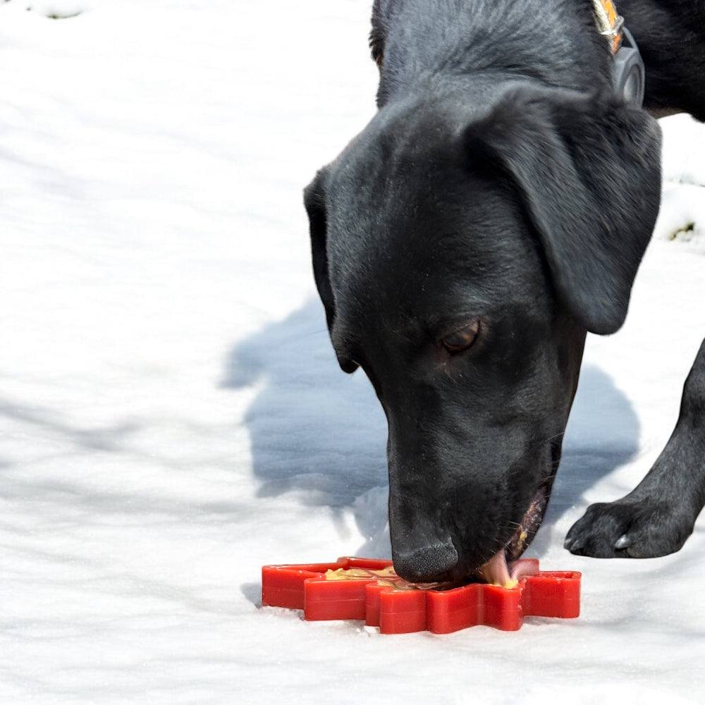 Black dog chewing red Canadian Maple Leaf shaped nylon dog chew toy on snow