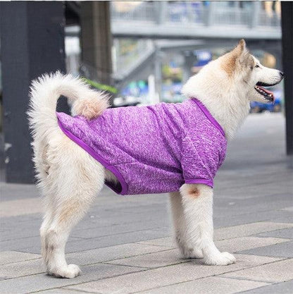 Large dog wearing a purple winter warm pet sweater outdoors