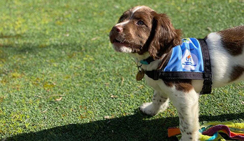 Reactive Dog 2 Session Package (Zen Dog Training)