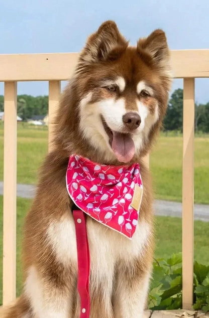 Dog wearing Red Mountain Syrah quick-drying red and pink patterned bandana outdoors
