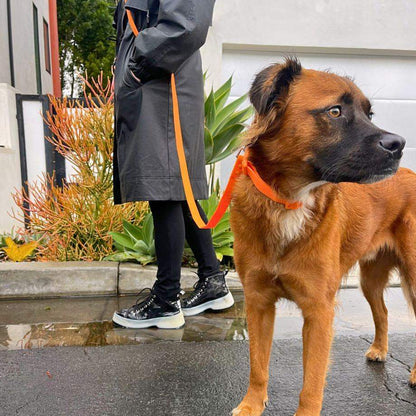 Person walking dog outdoors using orange PVC handsfree dog leash on wet pavement