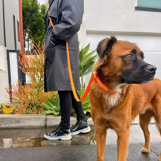 Brown dog wearing orange PVC dog collar standing next to person in raincoat on wet sidewalk