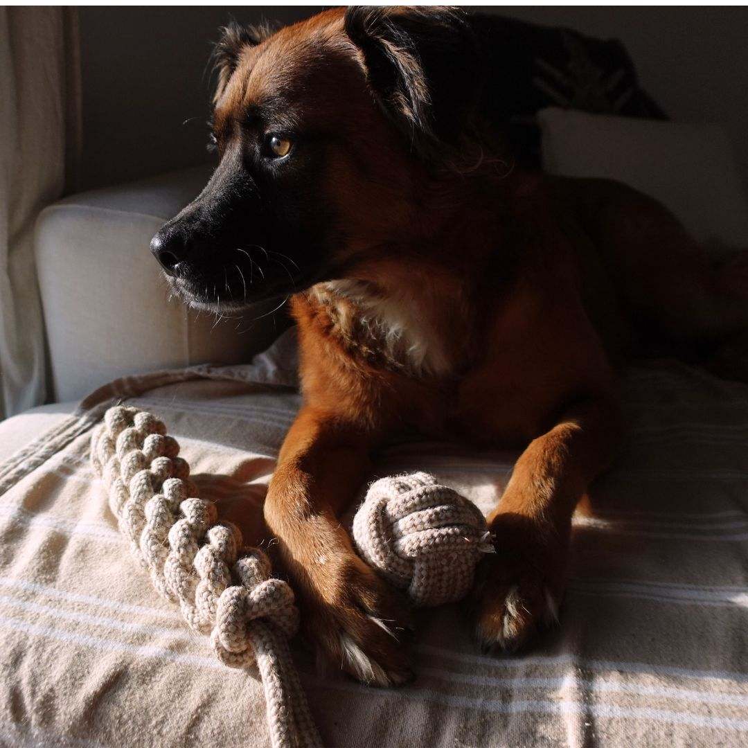 Dog with indestructible hemp rope tug toy on blanket in natural light
