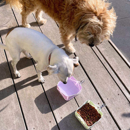 Two dogs using foldable pet food and water bowls on wooden floor for travel