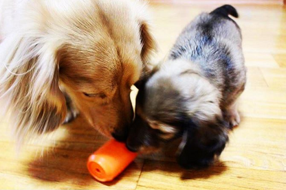 Two dogs playing with an orange Can Toy eDispenser chew toy and treat dispenser on a wooden floor