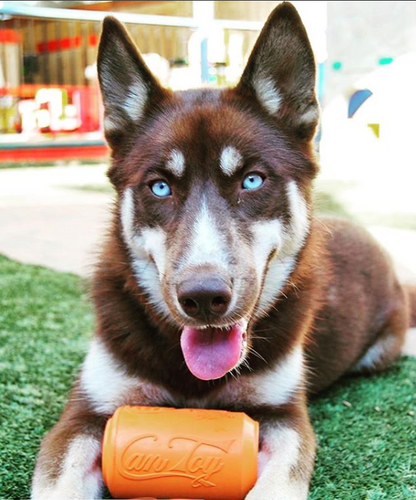 Dog playing with orange Can Toy eDispenser durable rubber chew toy and treat dispenser