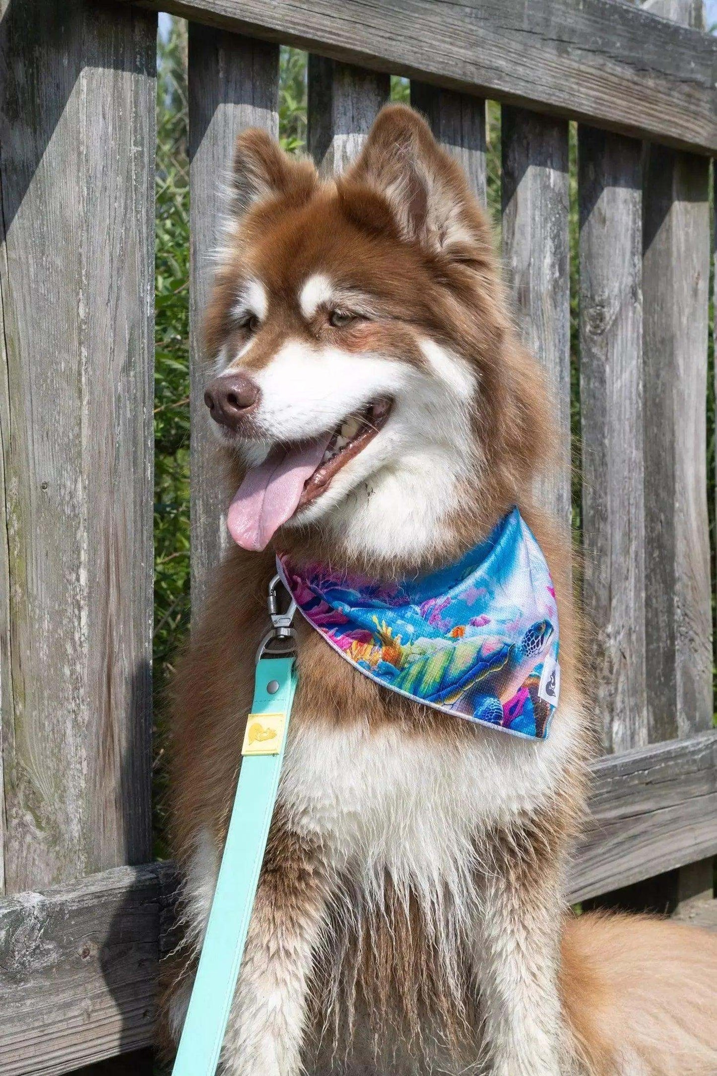 Dog wearing a vibrant sea turtle swim dog bandana with tropical reef design outdoors