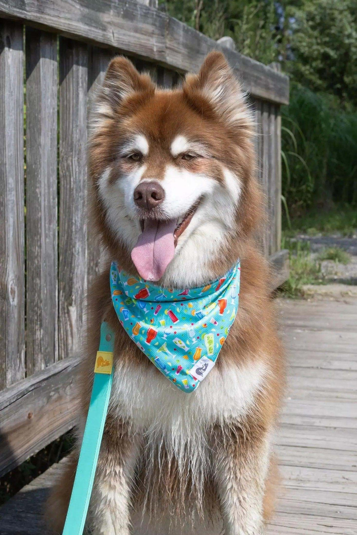 Dog wearing Seaside Sips Dog Bandana with colorful tropical drink pattern outdoors