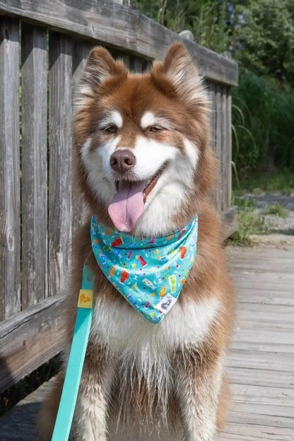 Dog wearing Seaside Sips Dog Bandana with tropical drink pattern on blue fabric outdoors