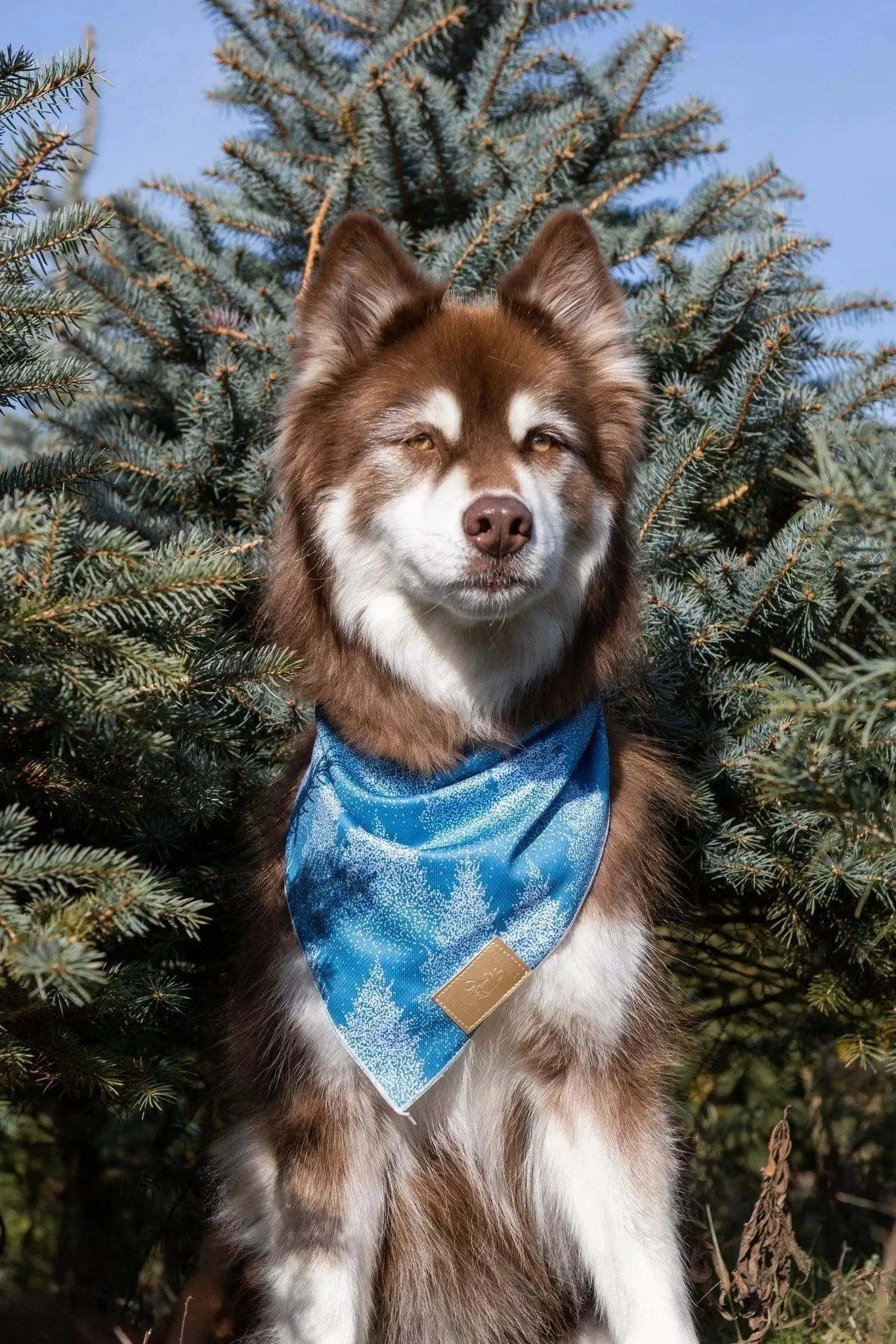 Dog wearing a blue Siberian Spruce Dog Bandana with stretch fabric and quick-drying material outdoors