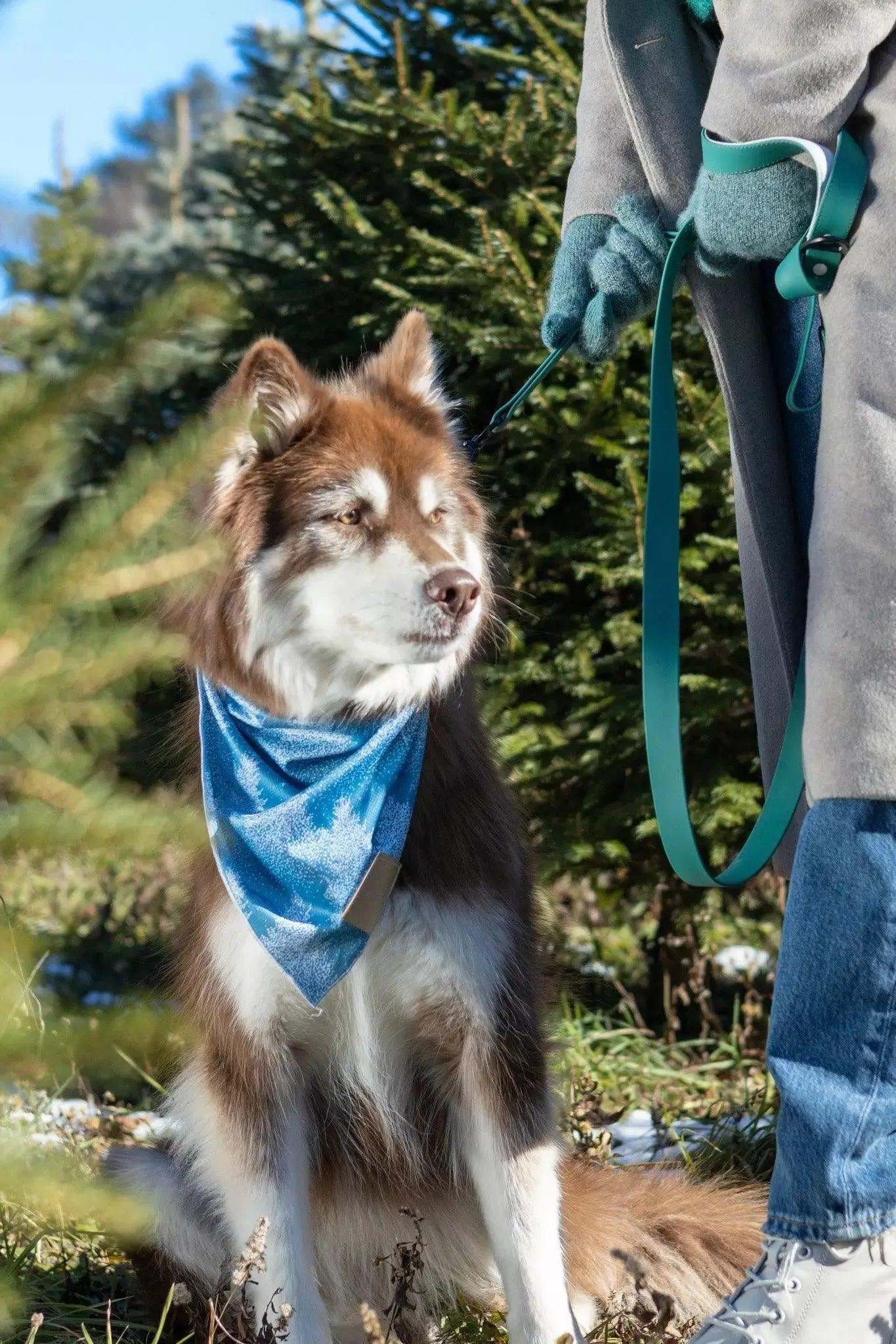Siberian Spruce Dog Bandana on a brown and white dog outdoors, featuring vibrant blue color and lightweight, quick-drying fabric.