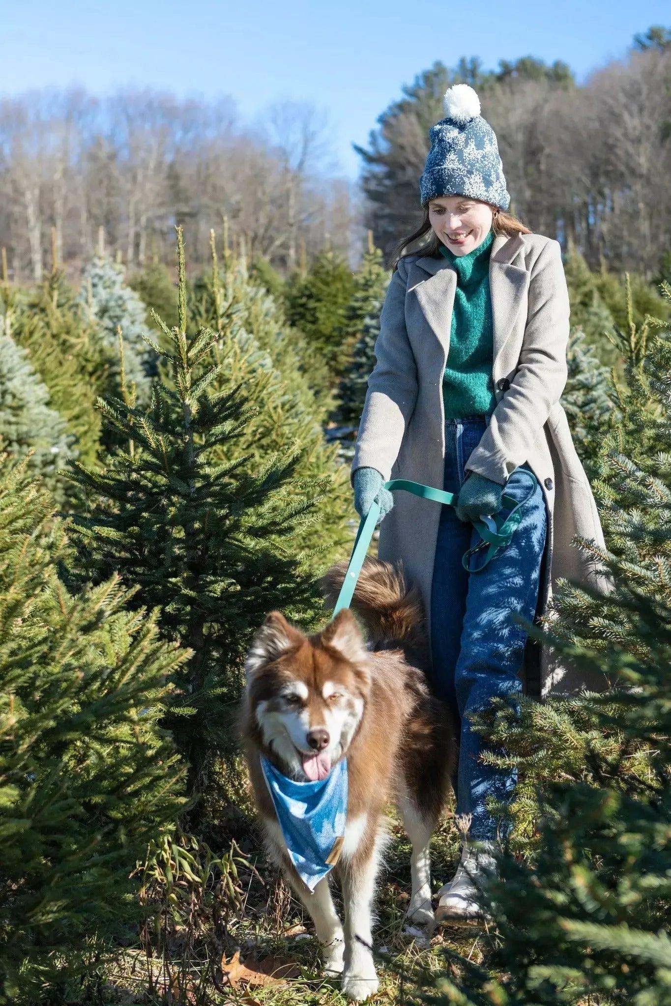 Dog wearing a vibrant Siberian Spruce Dog Bandana on a walk in a forest of spruce trees