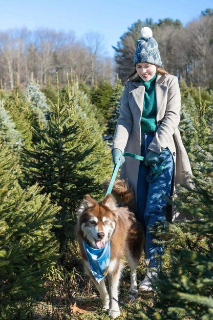 Dog wearing a vibrant Siberian Spruce Dog Bandana on a walk in a forest of spruce trees