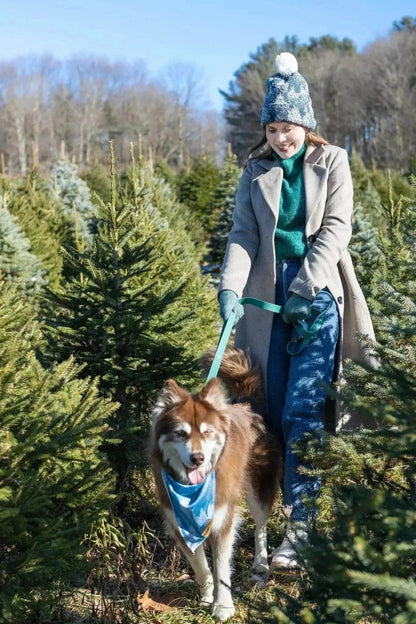 Dog wearing a blue Siberian Spruce Dog Bandana on a winter walk with owner in a tree farm