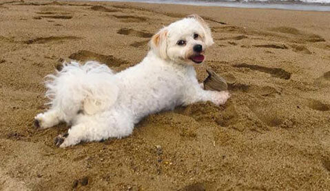 Six Session Package (Zen Dog Training)