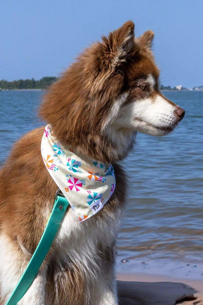 Dog wearing Sun & Shade Dog Bandana with colorful beach umbrella pattern by the water
